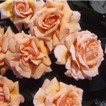 INDIAN SUMMER (hybrid tea)